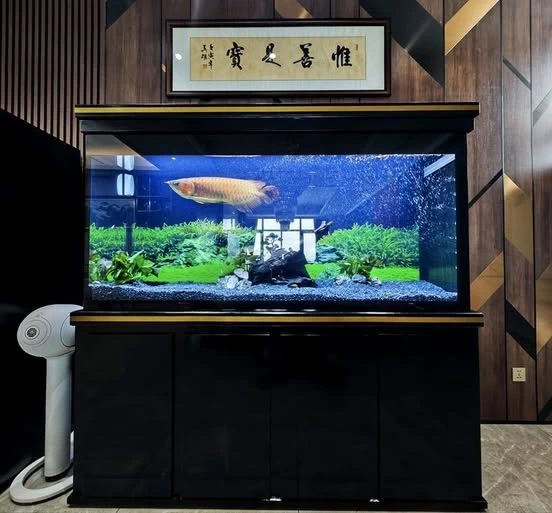 High-end custom indoor aquarium featuring a mature Arowana fish in a luxury setting